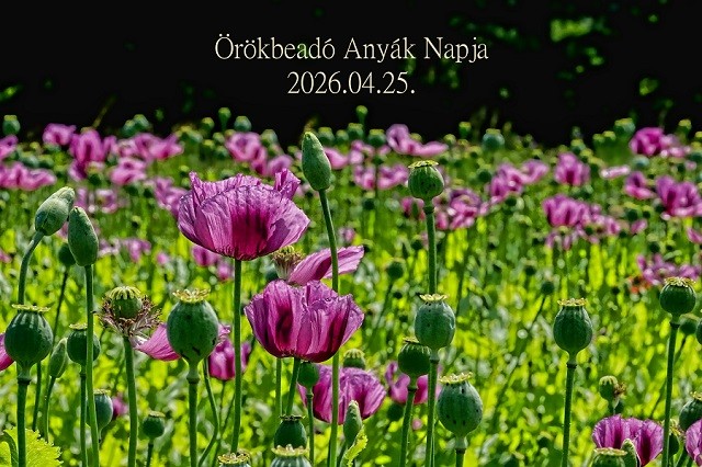 orokbeadoanyak2026 v002